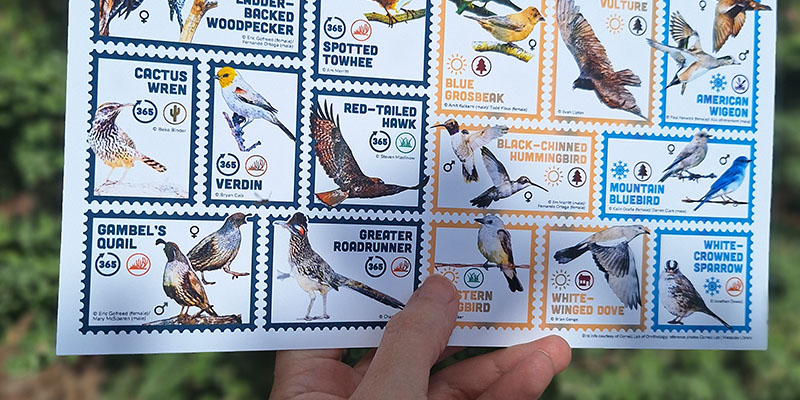 Bird ID Cards
